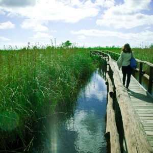 Massaciuccoli: natura e gusto del Lago